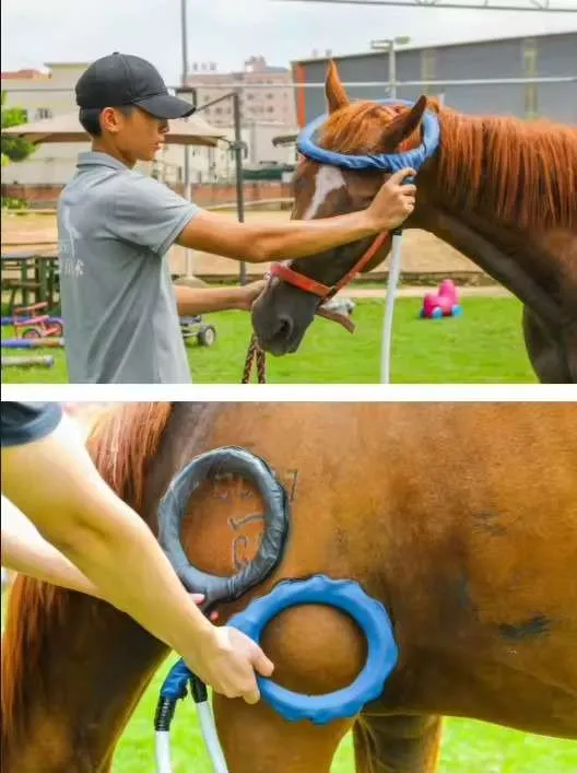 horse Physio Magneto